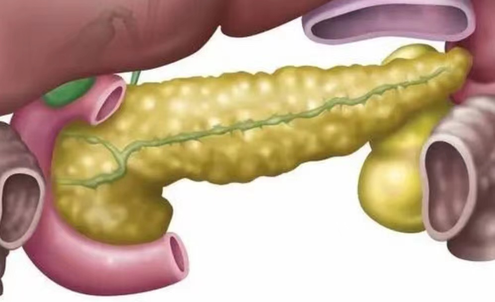 pancreas2.jpg